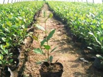 锦州尊龙凯时苗木有限公司